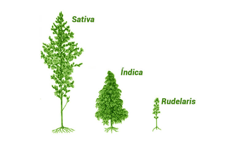 Os diferentes tipos de marijuana que existem hoje.