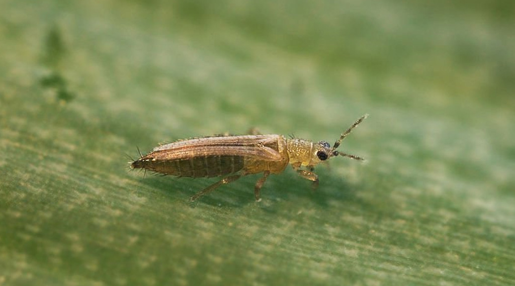 Le Thrips