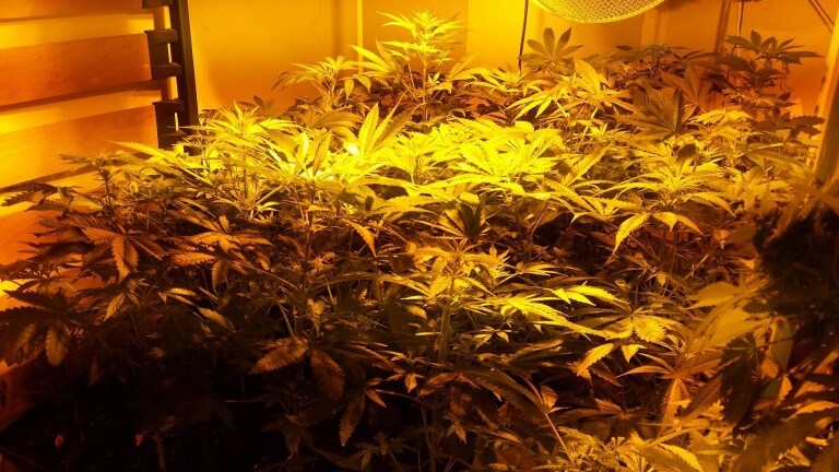 Cultivo indoor