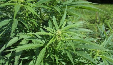 Cannabis floreciendo en exterior