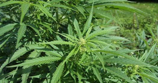 LEGENDÁRIAS GENÉTICAS DE CANNABIS