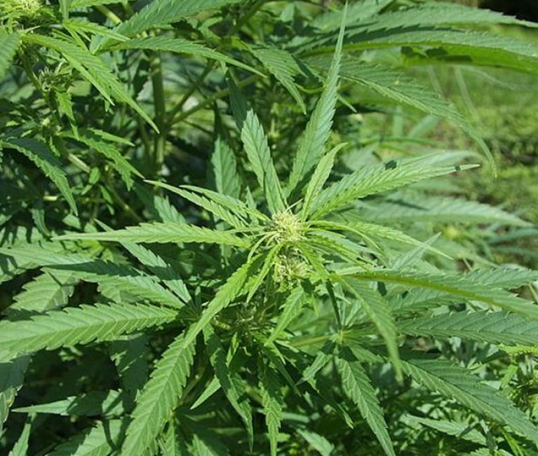 LEGENDÁRIAS GENÉTICAS DE CANNABIS