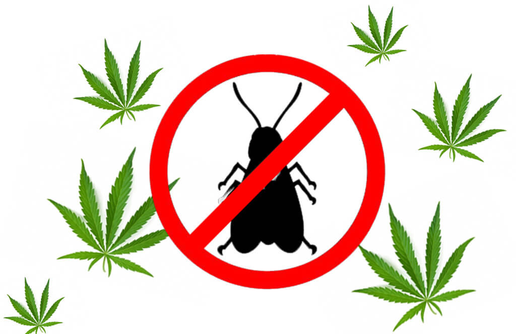Matando a mosca branca na cannabis