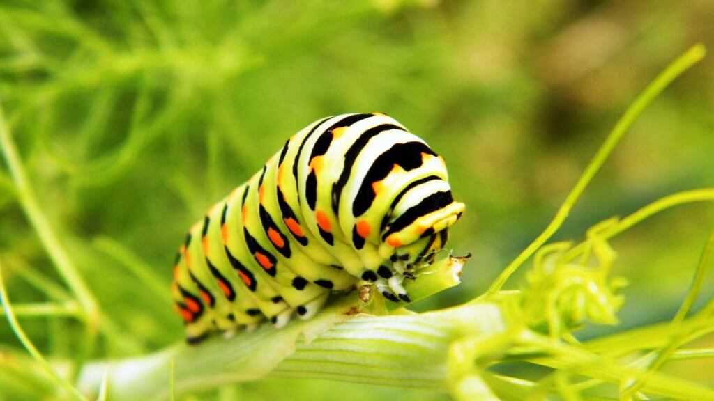 Caterpillars
