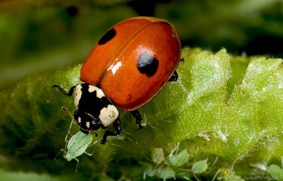 coccinelle