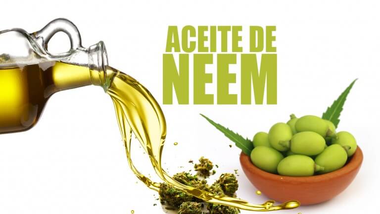 Aceite de neem marihuana