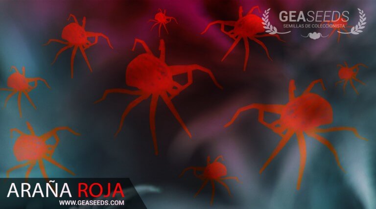 arana-roja-plagas