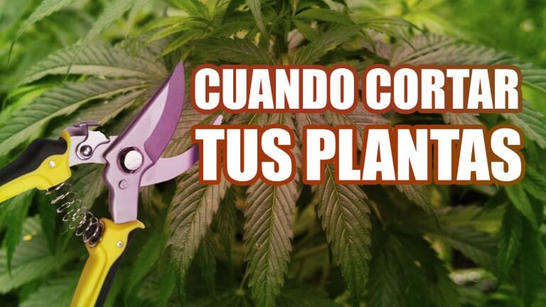 cuando cortar marihuana