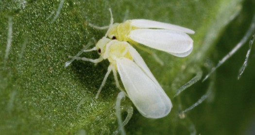 Mosca blanca marihuana