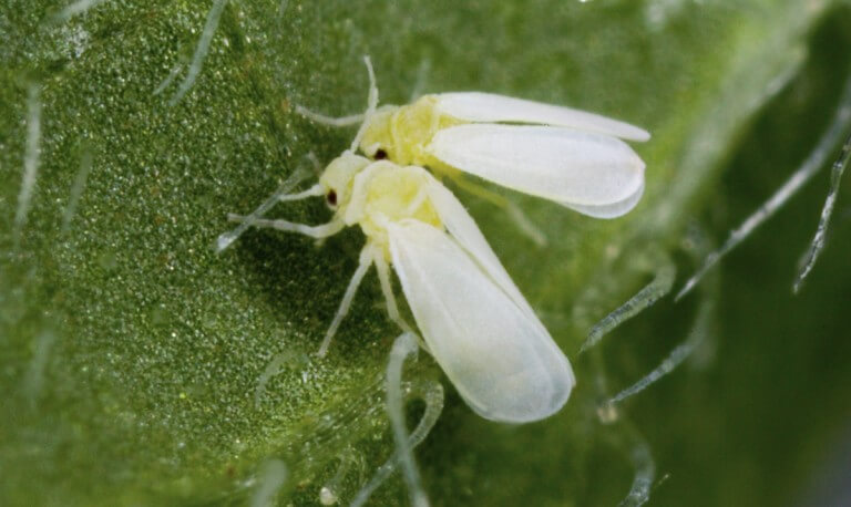 Mosca blanca marihuana