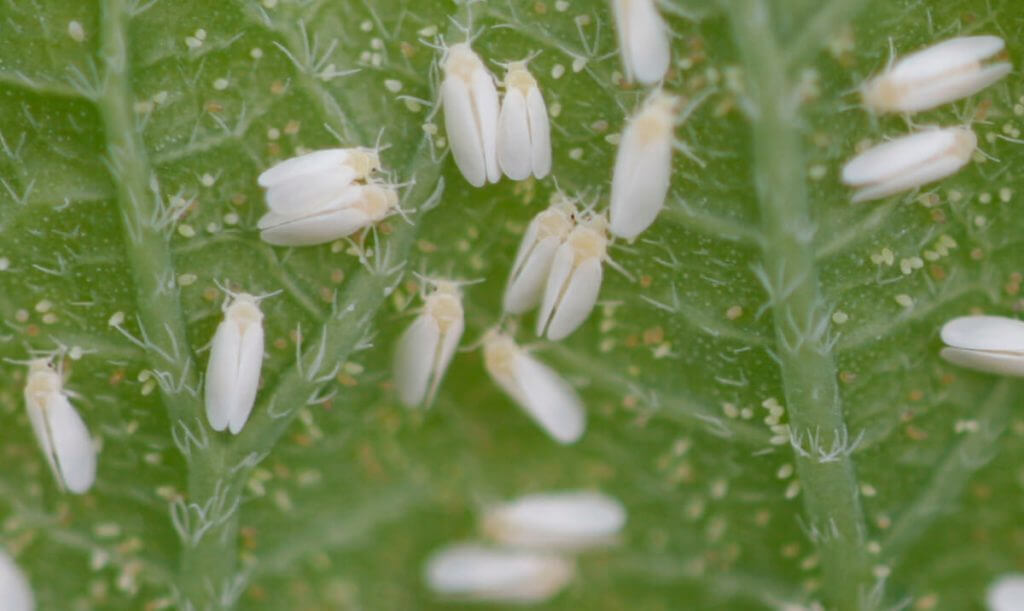 Whitefly plague