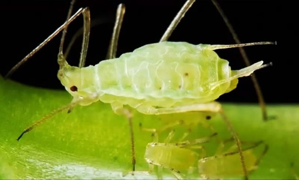 pulgón marihuana ampliado