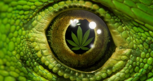 Mariguana, marihuana, cannabis, mota... Nombres mil