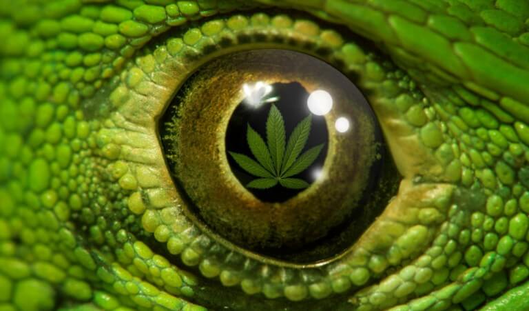 Mariguana, marihuana, cannabis, mota... Nombres mil