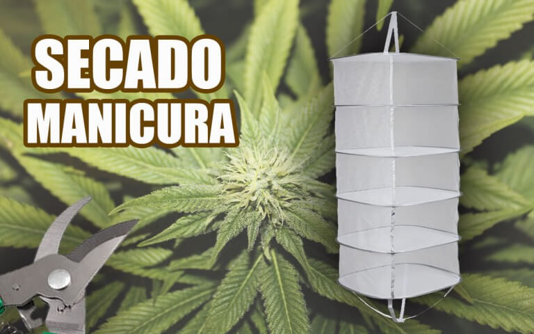 Secado, curado y manicurado de marihuana