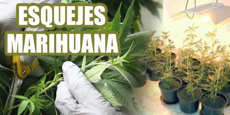 esquejes de marihuana