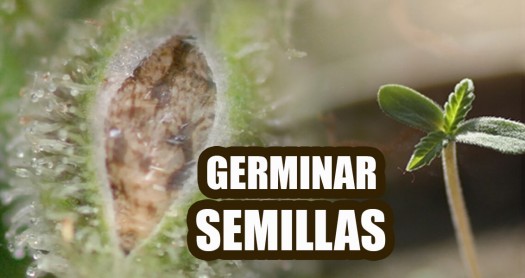 germinar semillas de marihuana