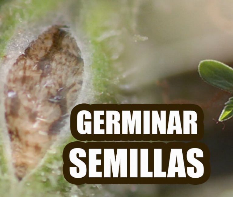 germinar semillas de marihuana