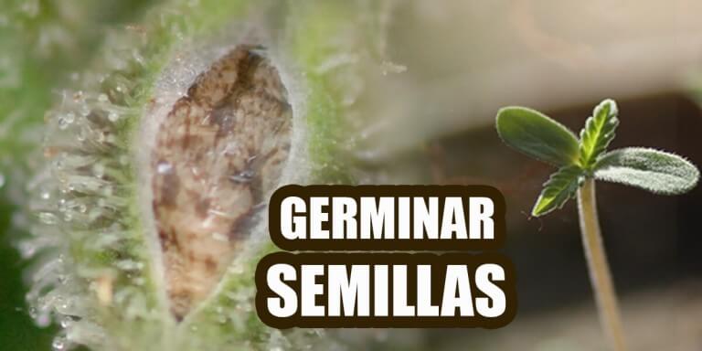 germinar semillas de marihuana