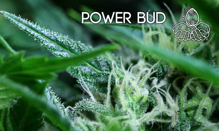 power bud tricoma