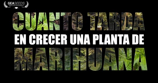 ¿Cuanto tarda en hacerse grande la marihuana?