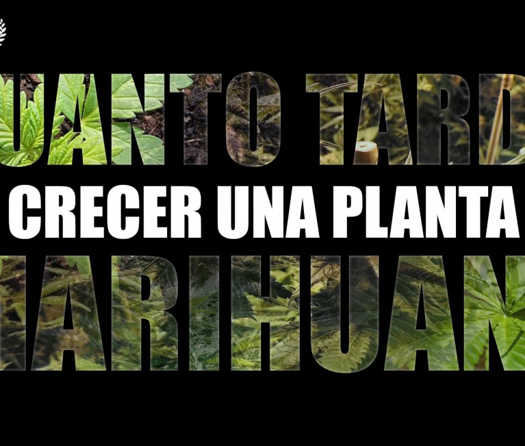 ¿Cuanto tarda en hacerse grande la marihuana?