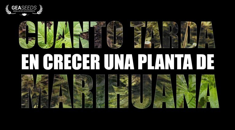 ¿Cuanto tarda en hacerse grande la marihuana?