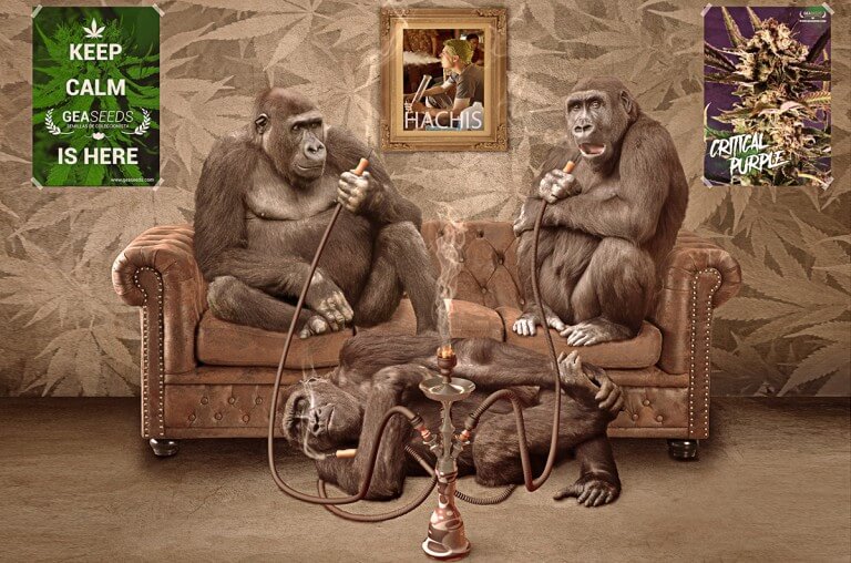 Hachis sin marihuana