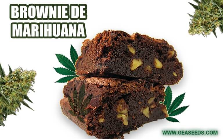 Brownie de cannabis
