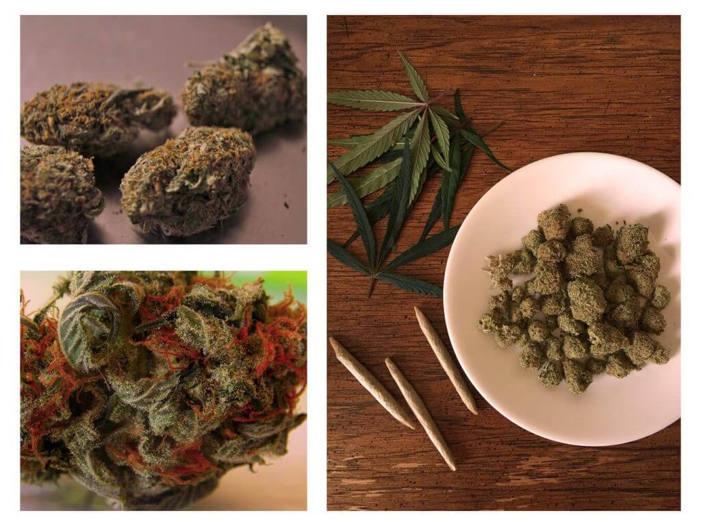 Colheita de cannabis