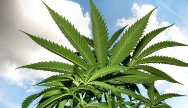 cultivo de marihuana para exteriores