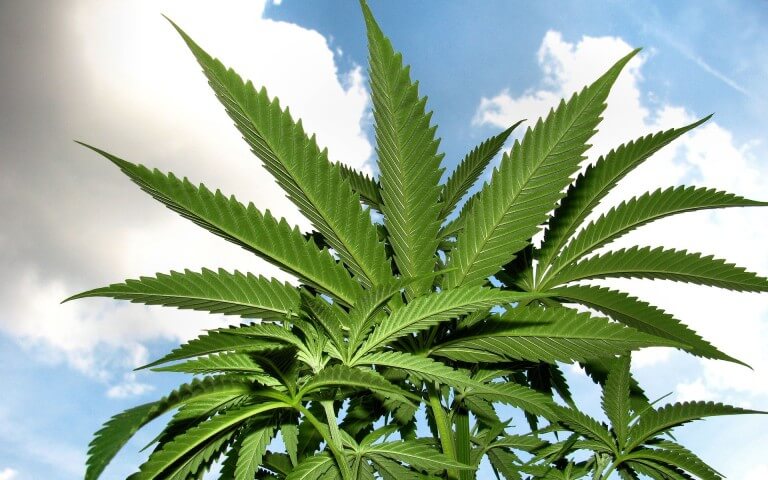 cultivo de marihuana para exteriores