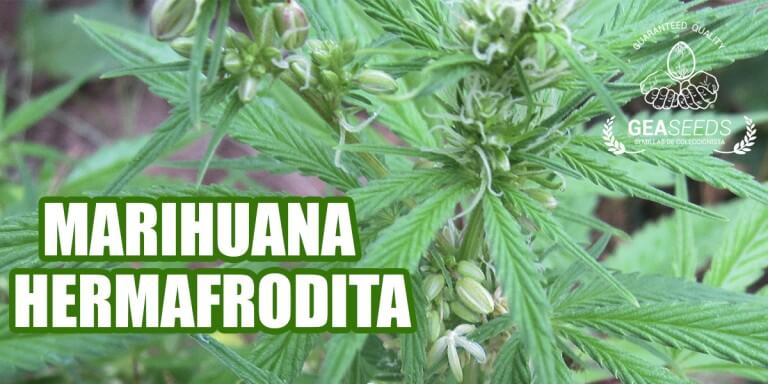 Marihuana hermafrodita
