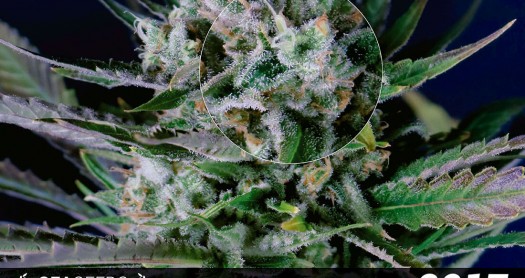 CALENDARIO LUNAR MARIHUANA 2017