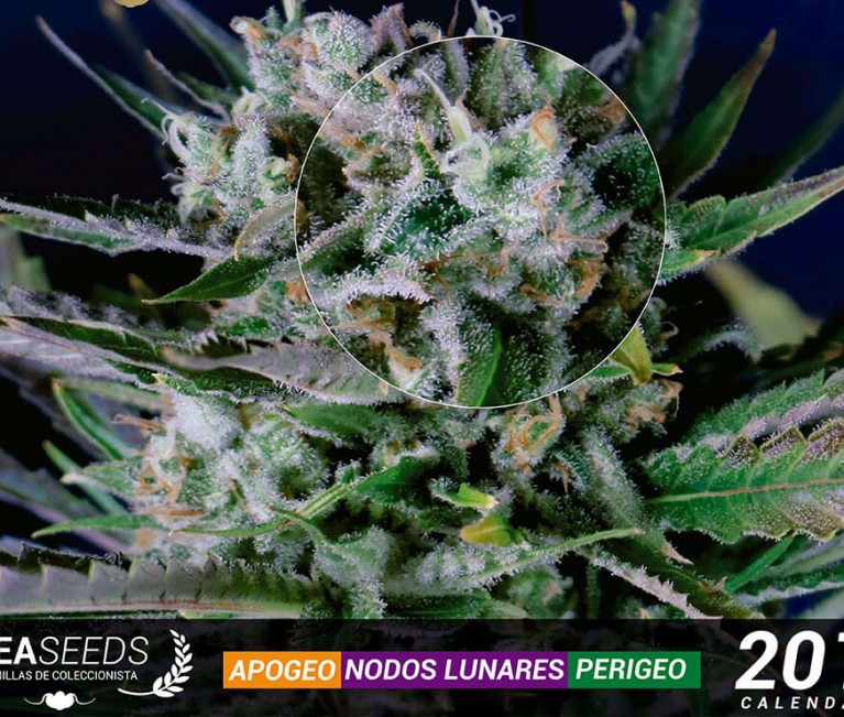 CALENDARIO LUNAR MARIHUANA 2017