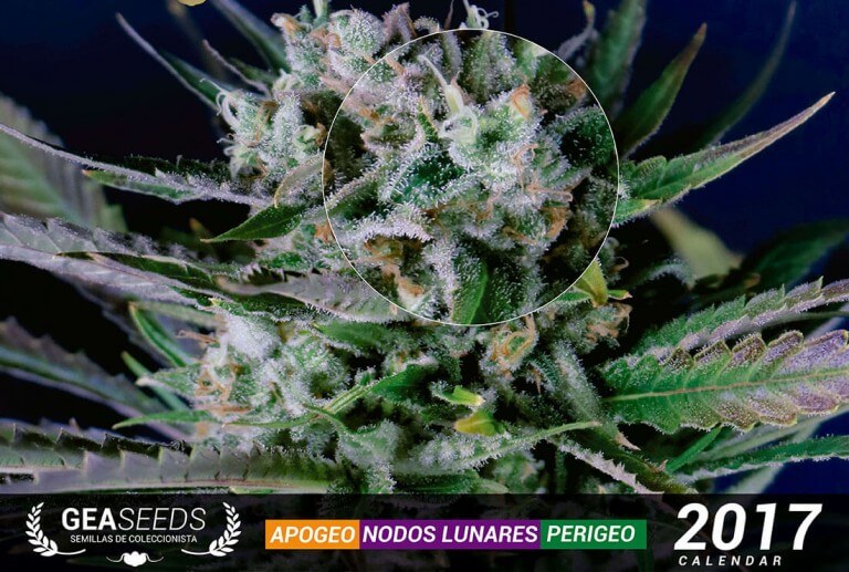 CALENDARIO LUNAR MARIHUANA 2017