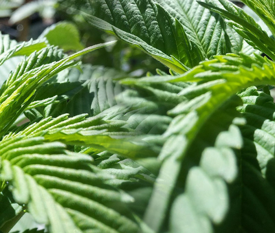 cultivo de marihuana en exterior