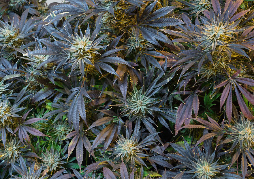 marijuana bloom