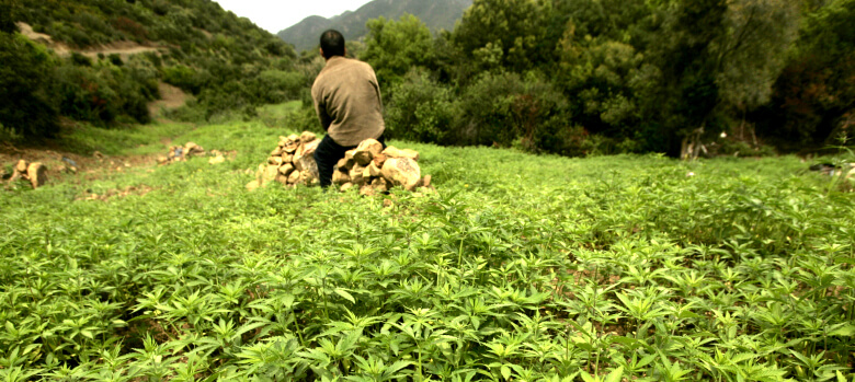 cannabis in morocco