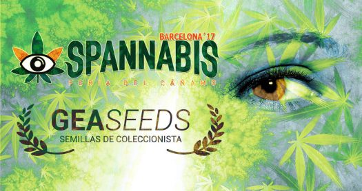 spannabis geaseeds