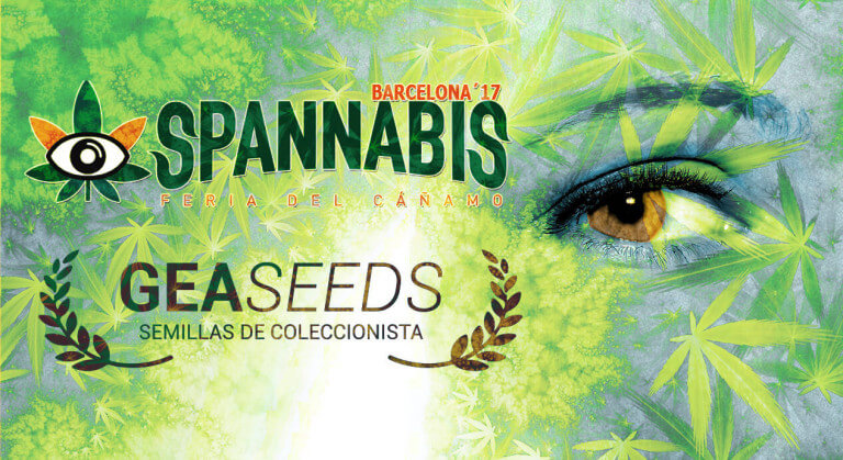 spannabis geaseeds