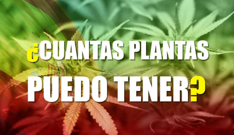cuantas plantas de cannabis puedo tener