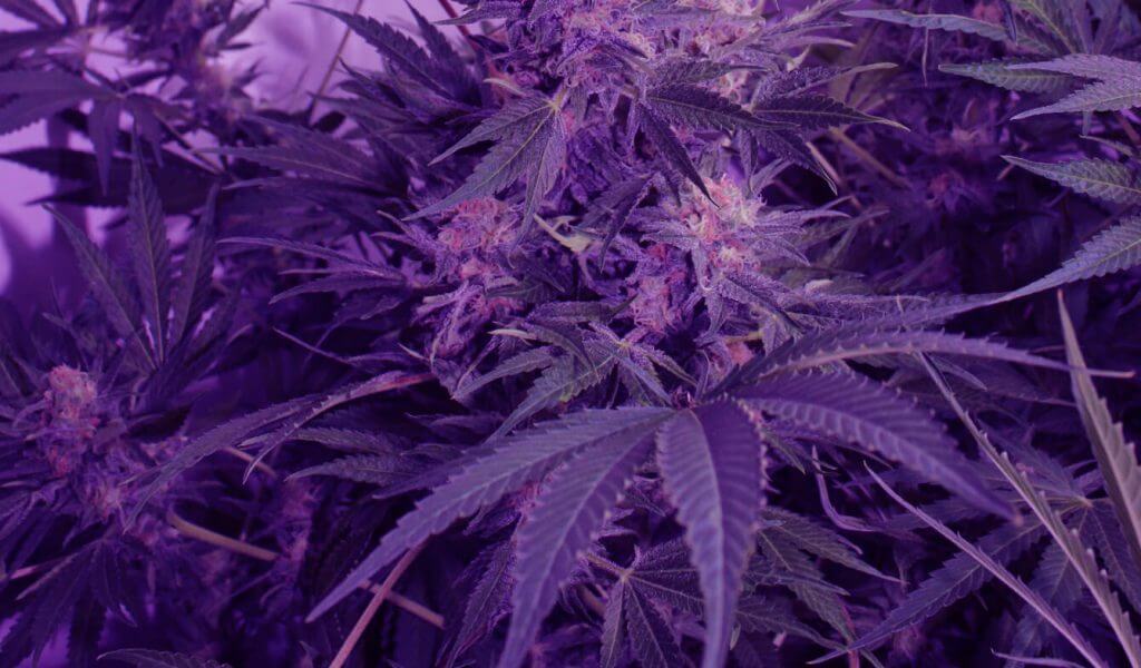 purple cannabis