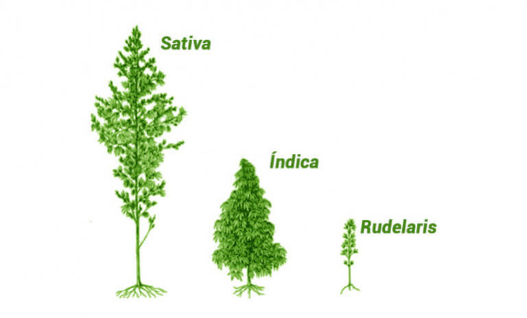 MARIJUANA, CANNABIS TYPES