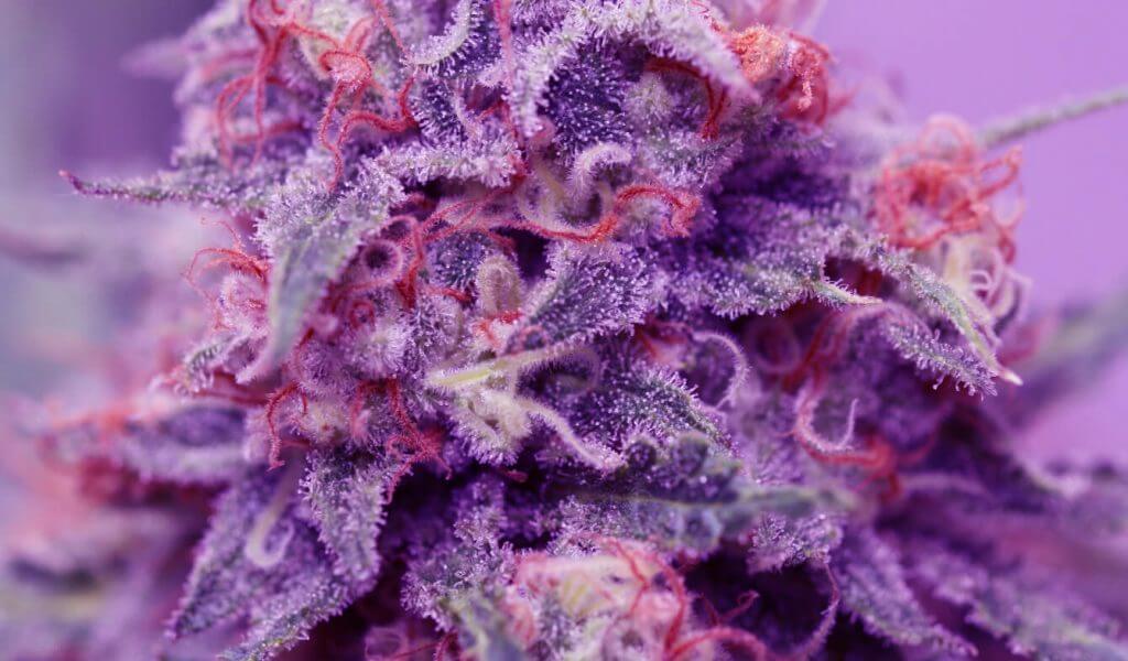 real purple weed