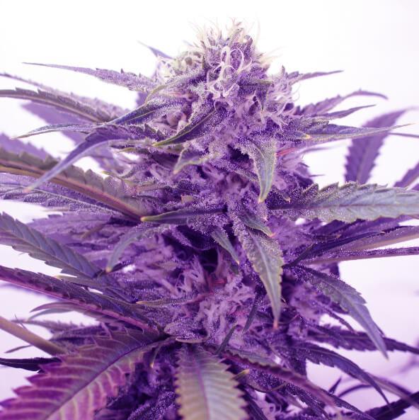 Purple Bud Semillas Auto de White Label – Sensi Seeds