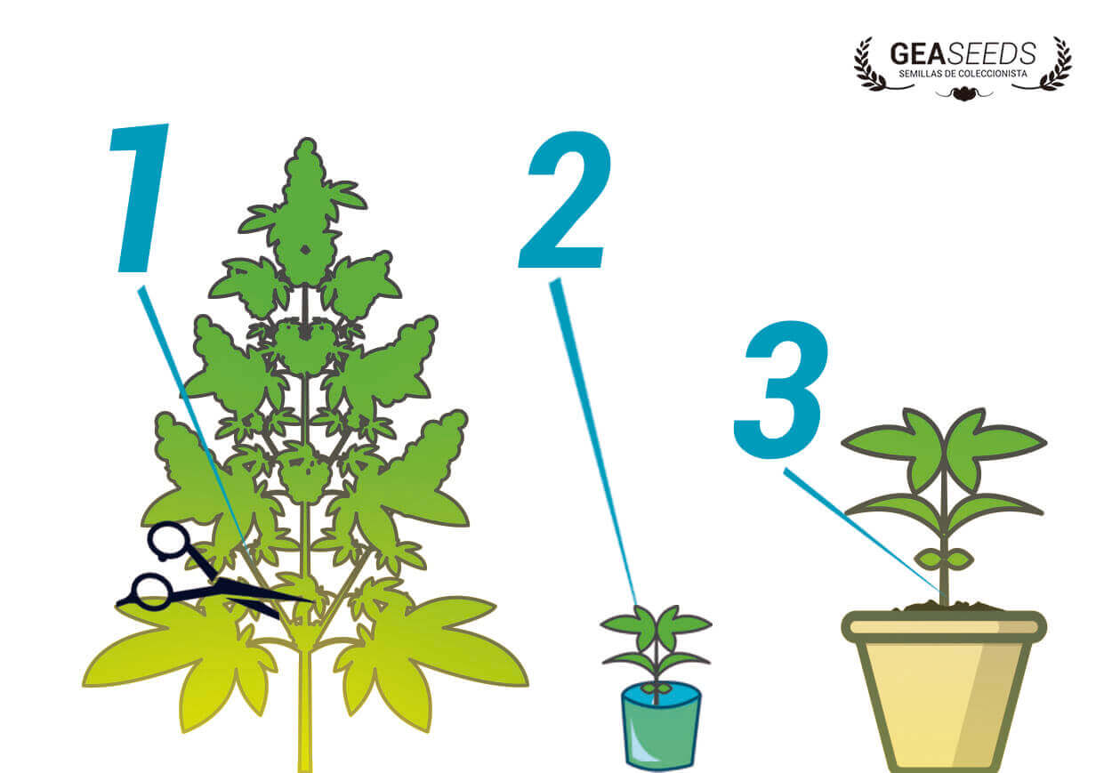 prepare a cuttings step by step