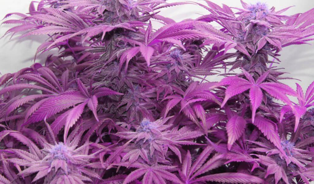 semillas de marihuana morada