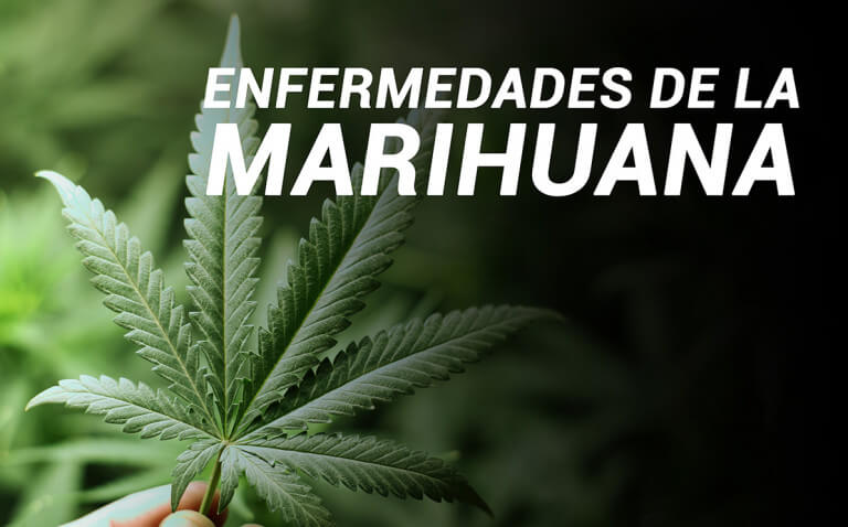 Enfermedades de la marihuana1