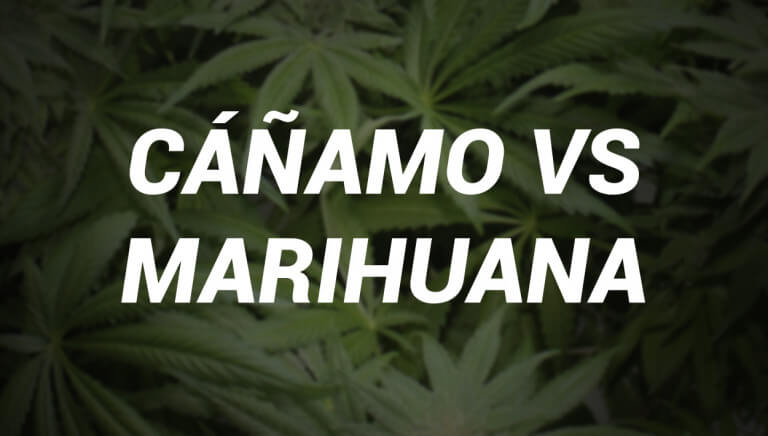cañamo marihuana